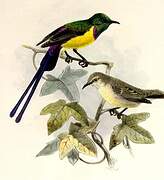 Nile Valley Sunbird