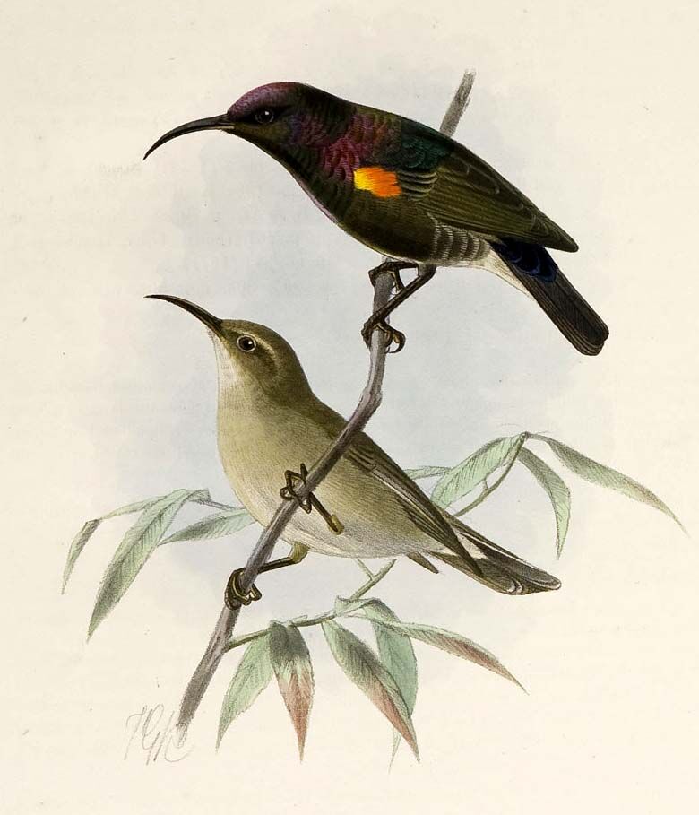 Dusky Sunbird