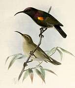 Dusky Sunbird