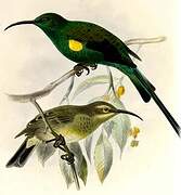 Malachite Sunbird