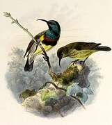 Souimanga Sunbird