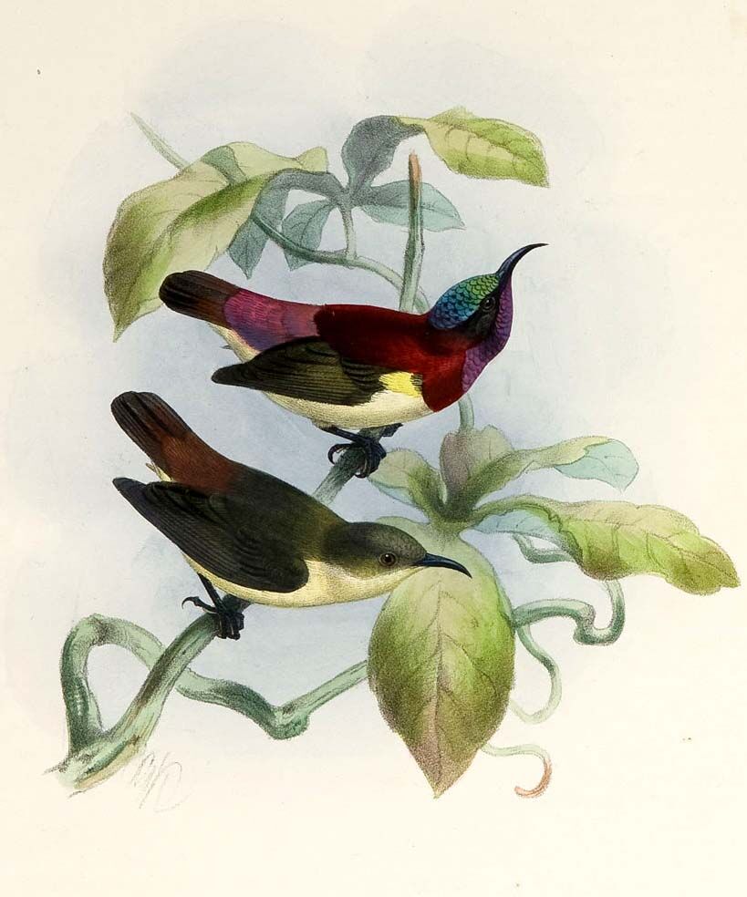 Crimson-backed Sunbird