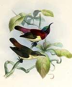 Crimson-backed Sunbird