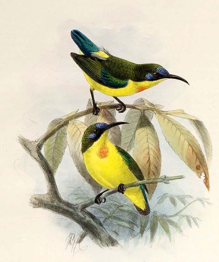 Metallic-winged Sunbird