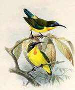 Metallic-winged Sunbird