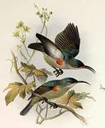 Grey Sunbird