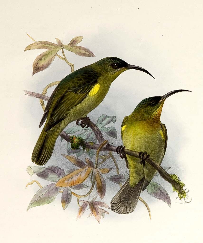 Olive Sunbird