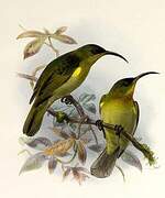 Olive Sunbird