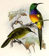 Orange-breasted Sunbird