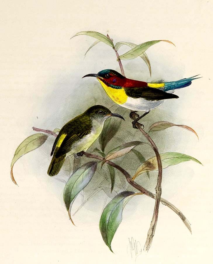 Handsome Sunbird