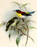 Handsome Sunbird