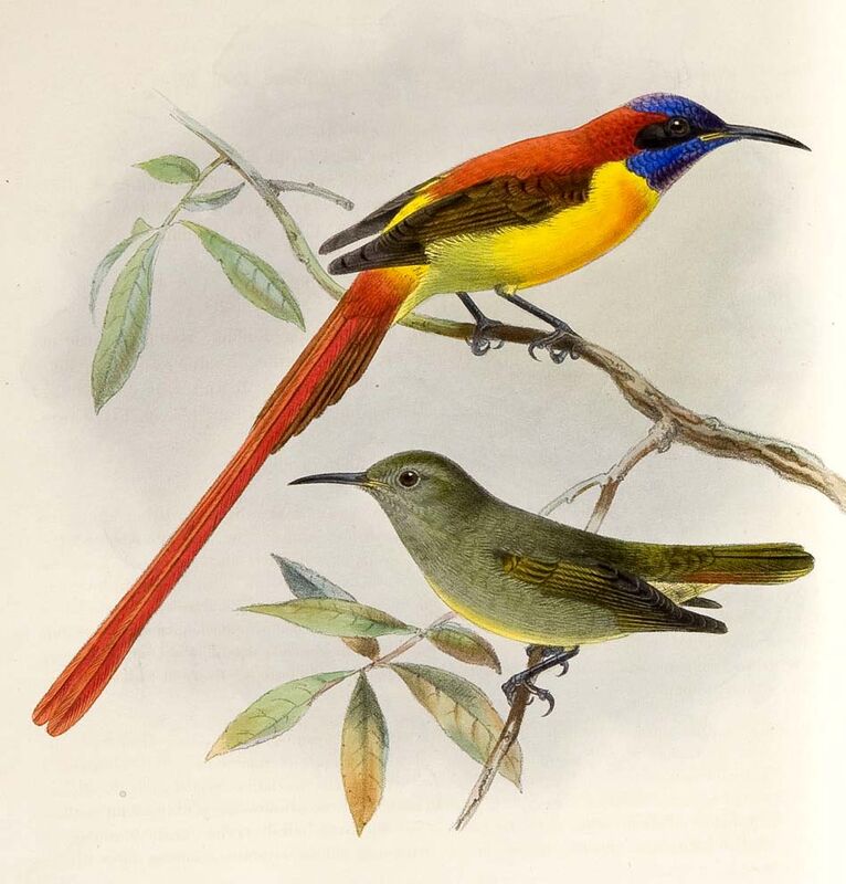 Fire-tailed Sunbird