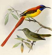 Fire-tailed Sunbird