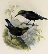 Black Sunbird