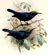 Black Sunbird