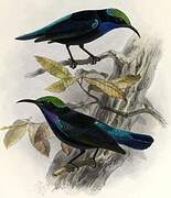 Black Sunbird