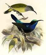 Black Sunbird