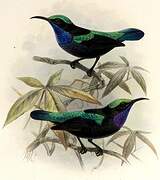 Black Sunbird