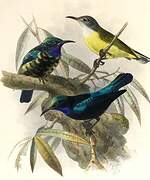 Black Sunbird