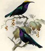 Black Sunbird