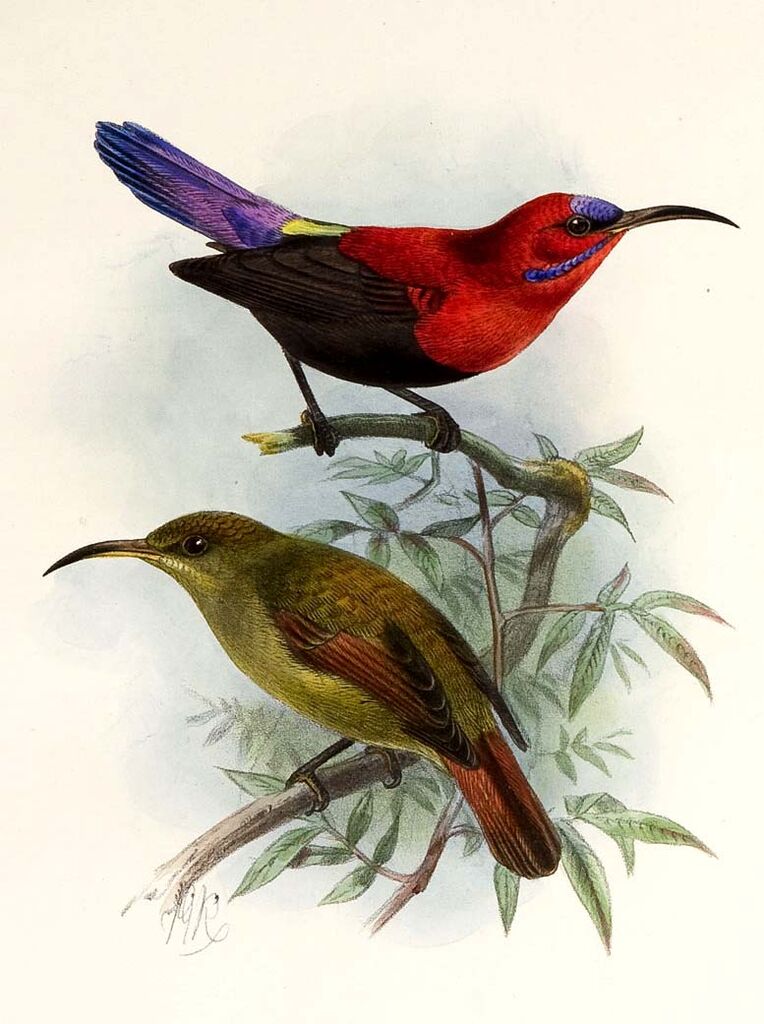 Crimson Sunbird