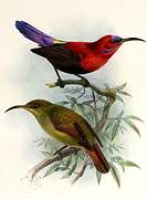 Crimson Sunbird