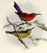 Crimson Sunbird