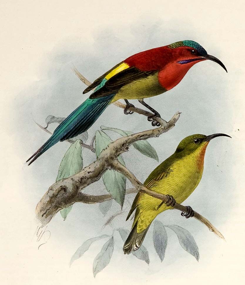 Crimson Sunbird