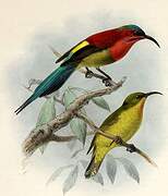 Crimson Sunbird