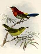 Crimson Sunbird