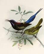 Black-throated Sunbird