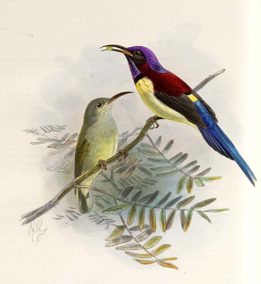 Black-throated Sunbird