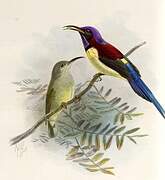 Black-throated Sunbird