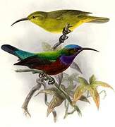 Superb Sunbird