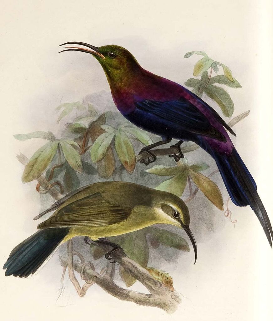 Tacazze Sunbird