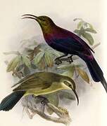 Tacazze Sunbird