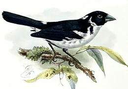 White-naped Seedeater