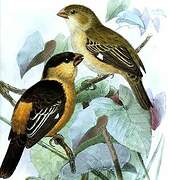 Black-and-tawny Seedeater