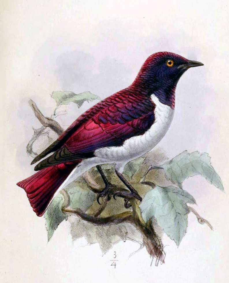 Violet-backed Starling