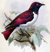 Violet-backed Starling