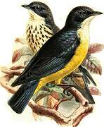 Sharpe's Starling