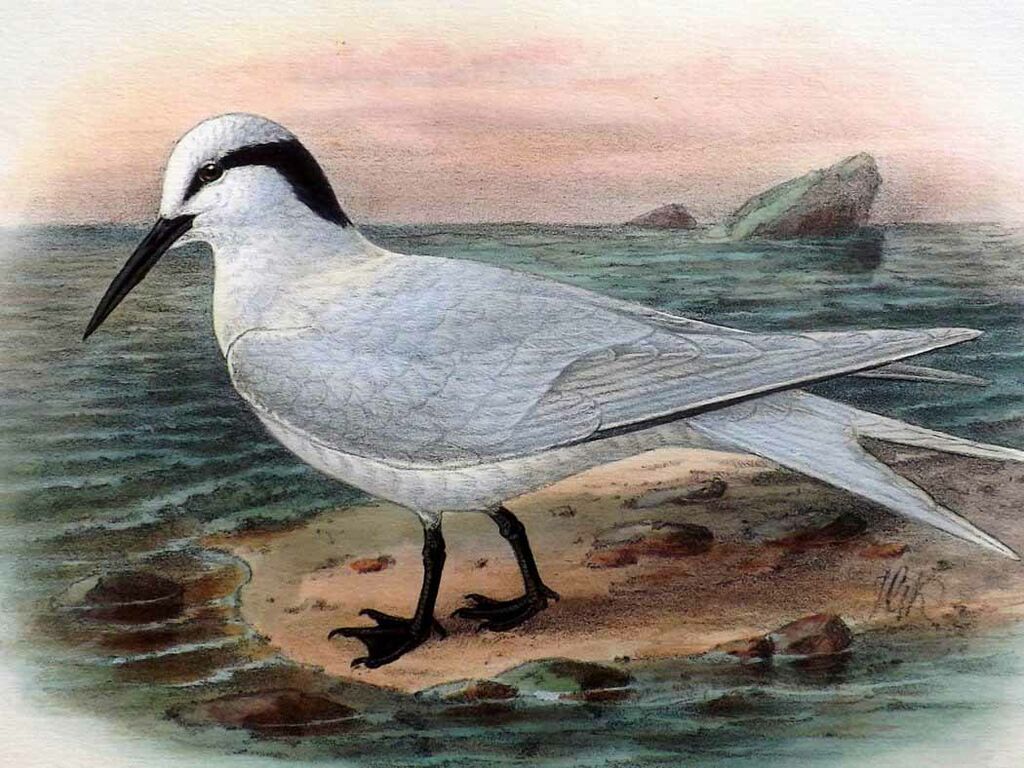 Black-naped Tern