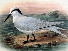 Black-naped Tern