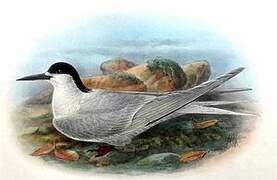 White-fronted Tern