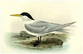 Lesser Crested Tern