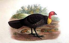 Australian Brushturkey