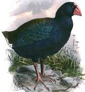 North Island Takahe