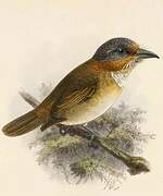 Rufous-necked Puffbird