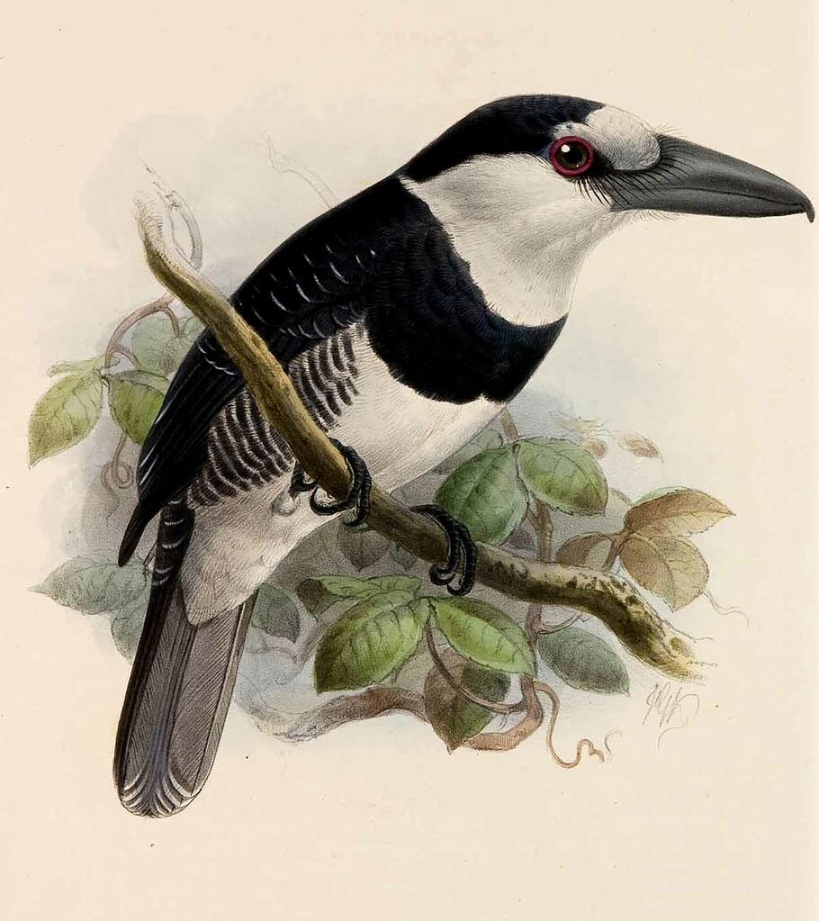 White-necked Puffbird