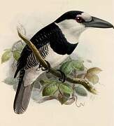 White-necked Puffbird